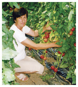КАТАРИНИНО ЗДРАВО ПОВРЋЕ paradajz.jpg