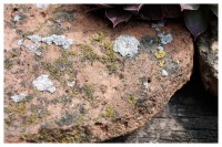 crep.jpg