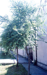 Сибирски брестови brestovi.jpg