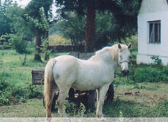 konj.jpg