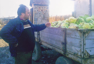 kupus.jpg