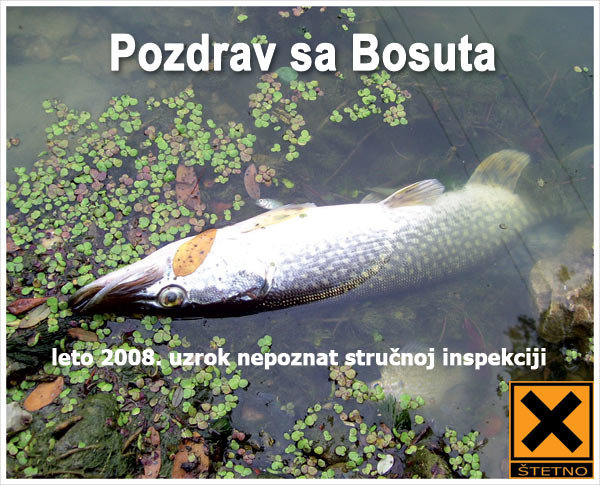 uginula-stuka