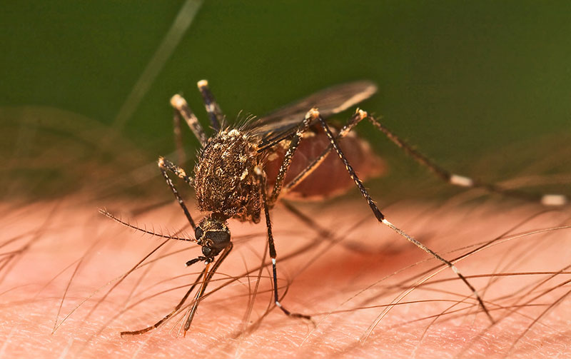 Комарац,Шид