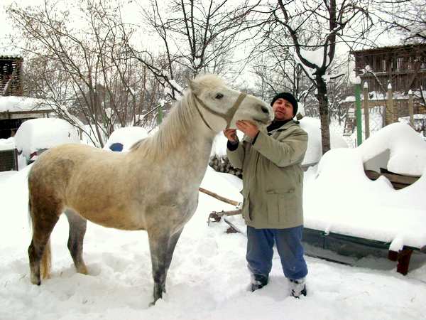 Петар Станивуковић, Шид